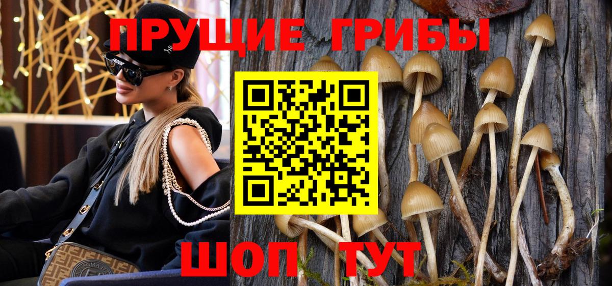 Галлюциногенные грибы Psilocybe  Вход с VPN  Карачаевск 
